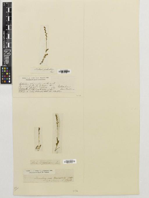 Hammarbya paludosa (L.) Kuntze - BM001081523