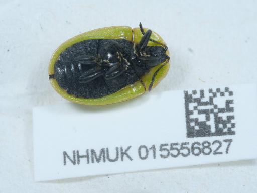 Cassida murraea Linnaeus, 1767 - 015556827_3