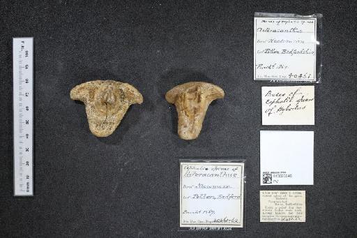 Asteracanthus Agassiz, 1837 - 010023046_L010040534