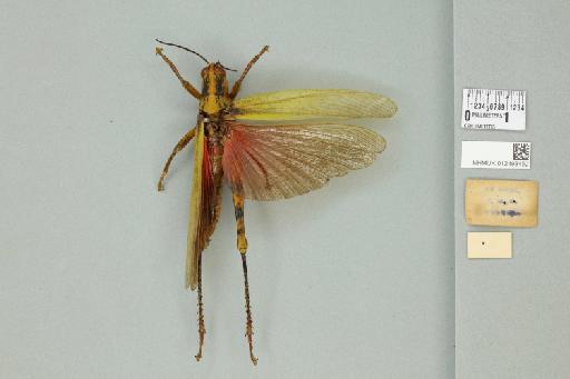 Valanga nigricornis nigricornis (Burmeister, 1838) - 012498452_reverse_1