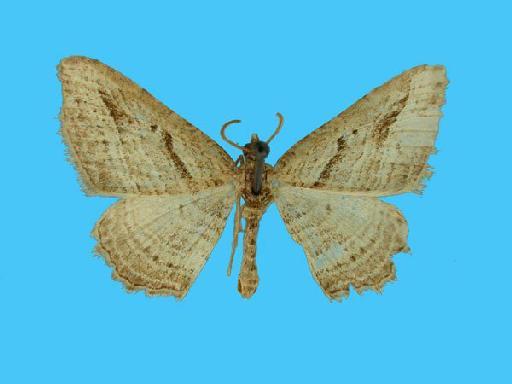 Camptogramma bilineata bilineata (Linnaeus, 1758) - 503814