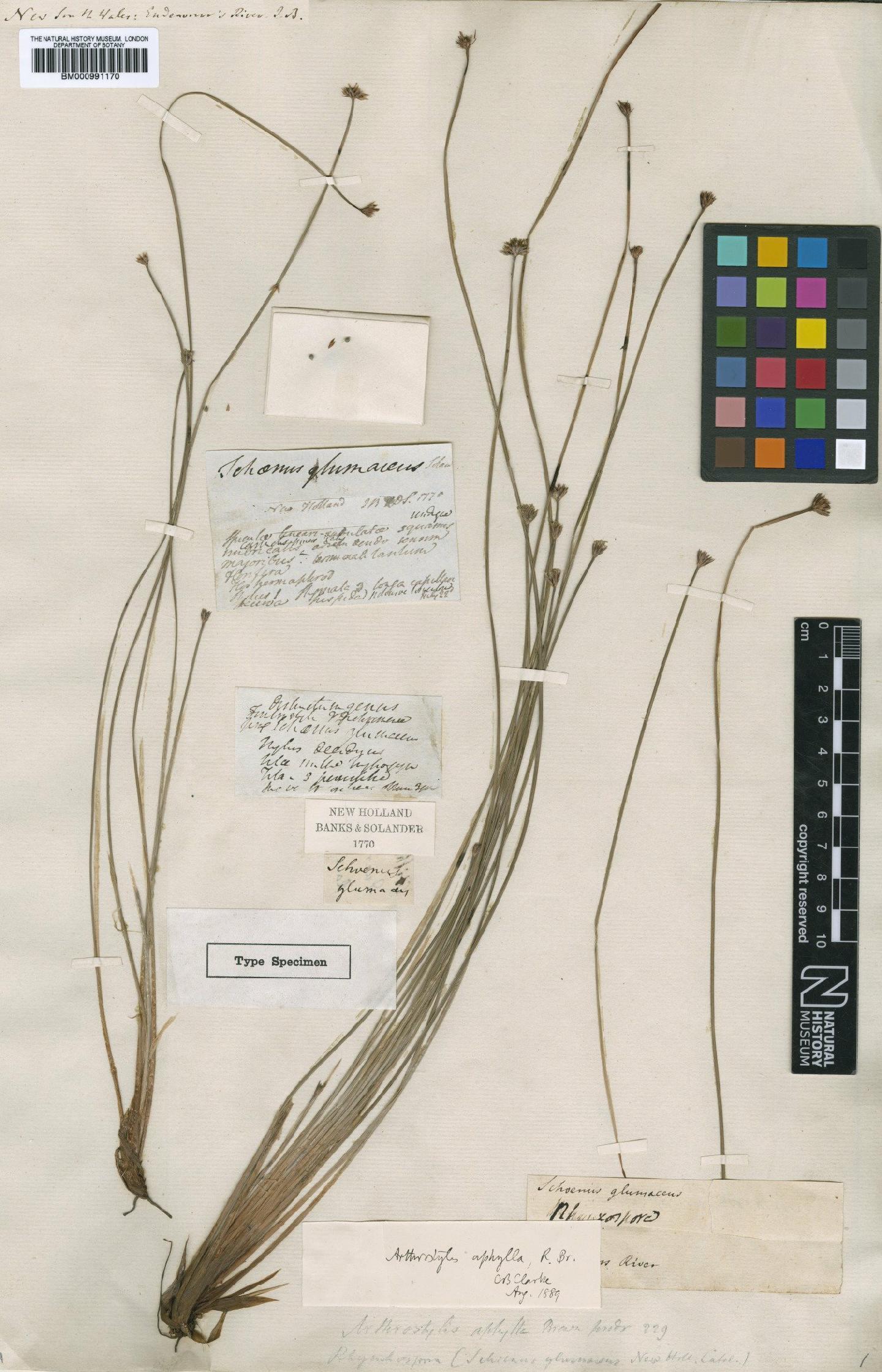 To the Natural History Museum, London (Arthrostylis aphylla R.Br. BM000991170 type 1)