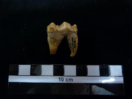 Ursus arctos Linnaeus, 1758 - M 41091 Ursus arctos lower m1 tooth.2