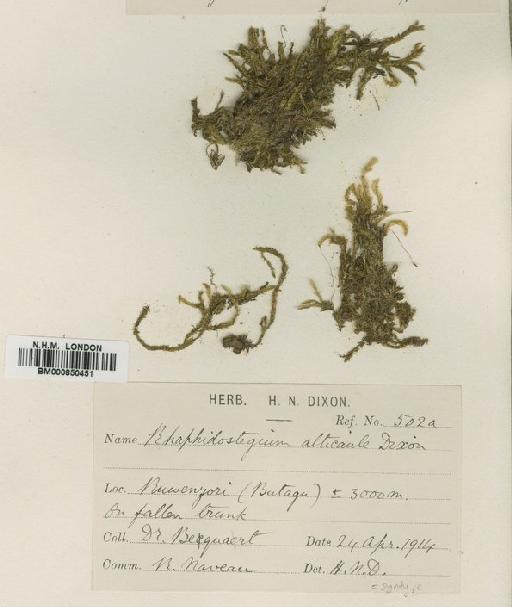 Sematophyllum alticaule Dixon & Ther. - BM000850451