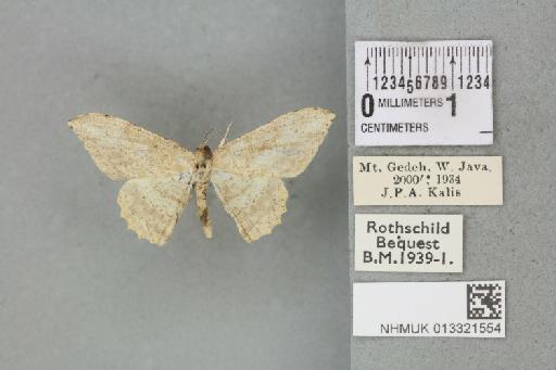 Luxiaria prouti Debauche, 1941 - 013321554_816152_1401710