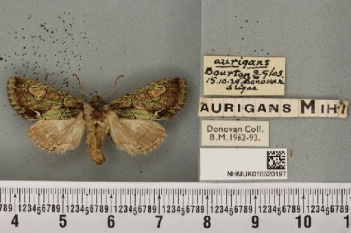 Allophyes oxyacanthae (Linnaeus, 1758) - NHMUK_010520197_573719