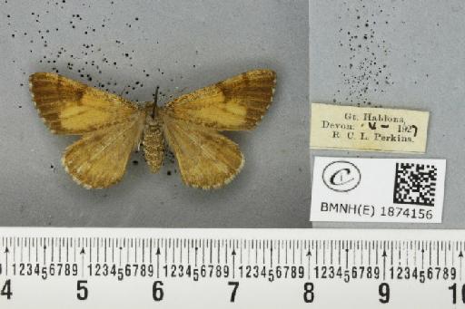 Bupalus piniaria (Linnaeus, 1758) - BMNHE_1874156_493976