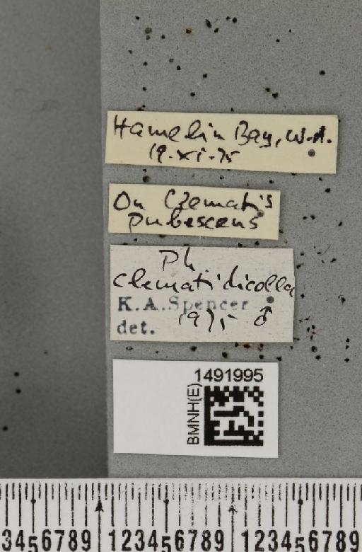 Phytomyza clematidicolla Spencer, 1963 - BMNHE_1491995_label_53695