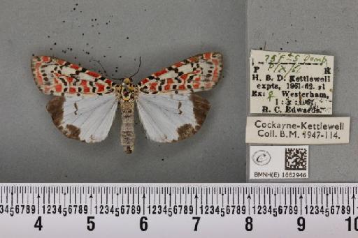 Utetheisa pulchella (Linnaeus, 1758) - BMNHE_1662946_283475