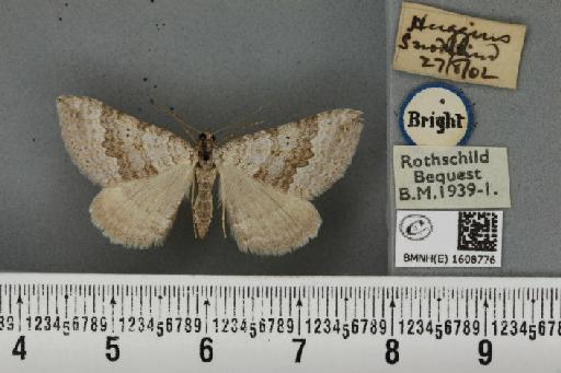 Scotopteryx bipunctaria cretata (Prout, 1937) - BMNHE_1608776_305145