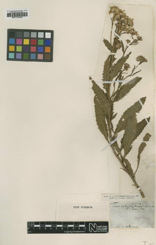 Senecio pyrenaicus L. - BM001025983