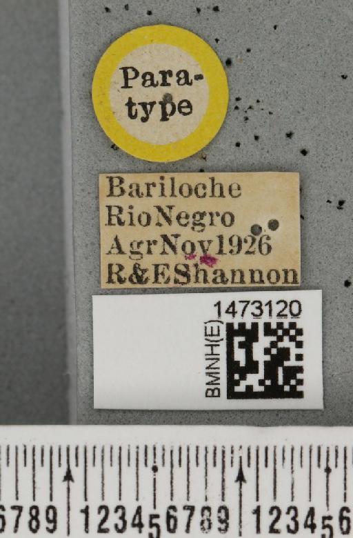 Ophiomyia hirticeps Malloch, 1934 - BMNHE_1473120_label_47450