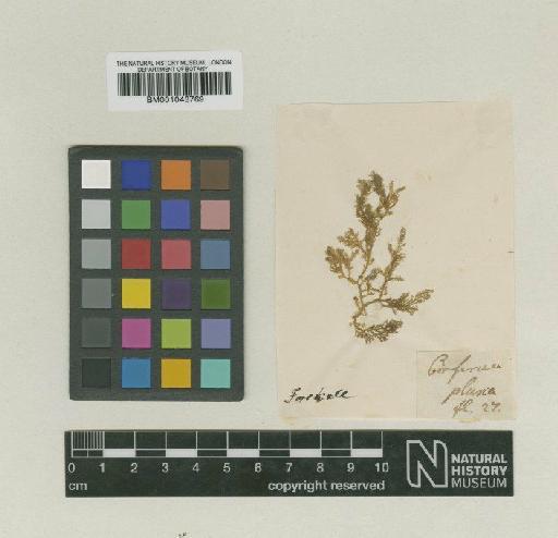 Rytiphlaea tinctoria (Clemente) C.Agardh - BM001043769