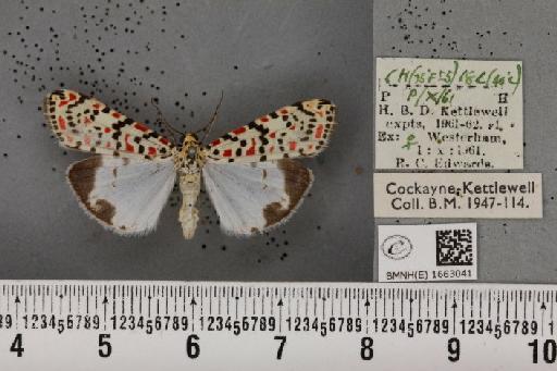 Utetheisa pulchella (Linnaeus, 1758) - BMNHE_1663041_283570