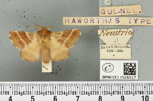 Malacosoma neustria (Linnaeus, 1758) - BMNHE_1526517_190833