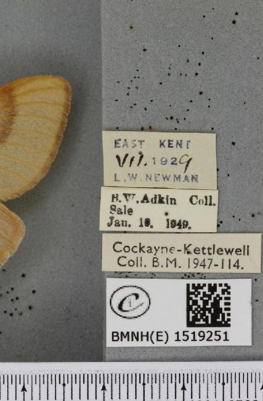 Lasiocampa trifolii flava ab. pallida-flava Tutt, 1902 - BMNHE_1519251_label_192676