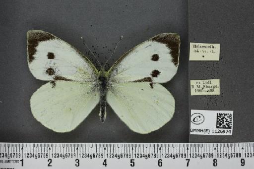 Pieris brassicae (Linnaeus, 1758) - BMNHE_1126974_84128