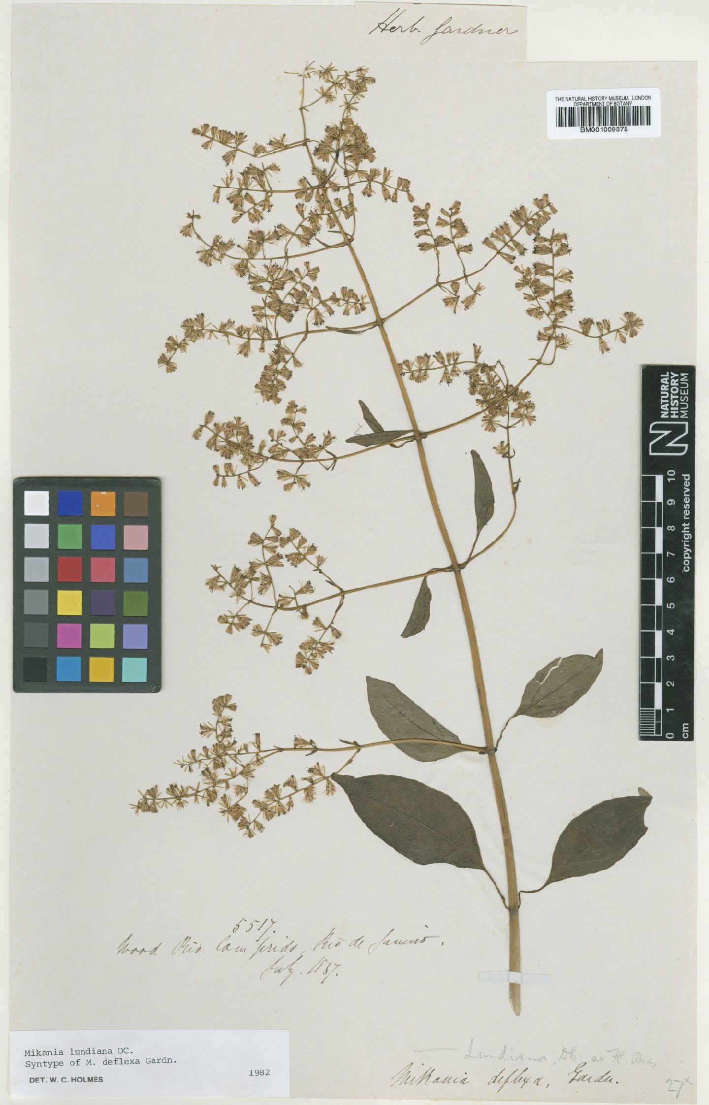 To NHMUK collection (Mikania lundiana DC.; Syntype; NHMUK:ecatalogue:608408)