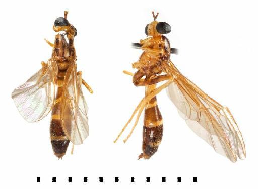 Acrochaeta degenerata Lindner, 1949 - Whole specimen - A. degenerata
