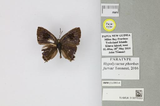 Hypolycaena phorbas furvae Tennent, 2016 - 013376863_Hypolycaena_phorbas_furvae_Tennent_2016_PT