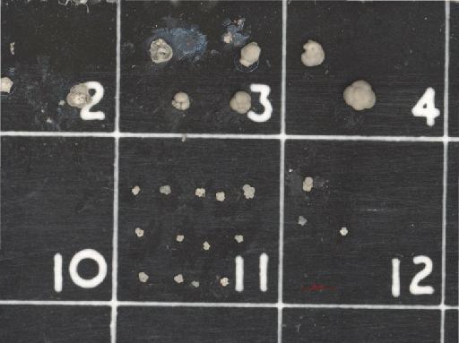 Globoquadrina conglomerata (Schwager) - ZF6470