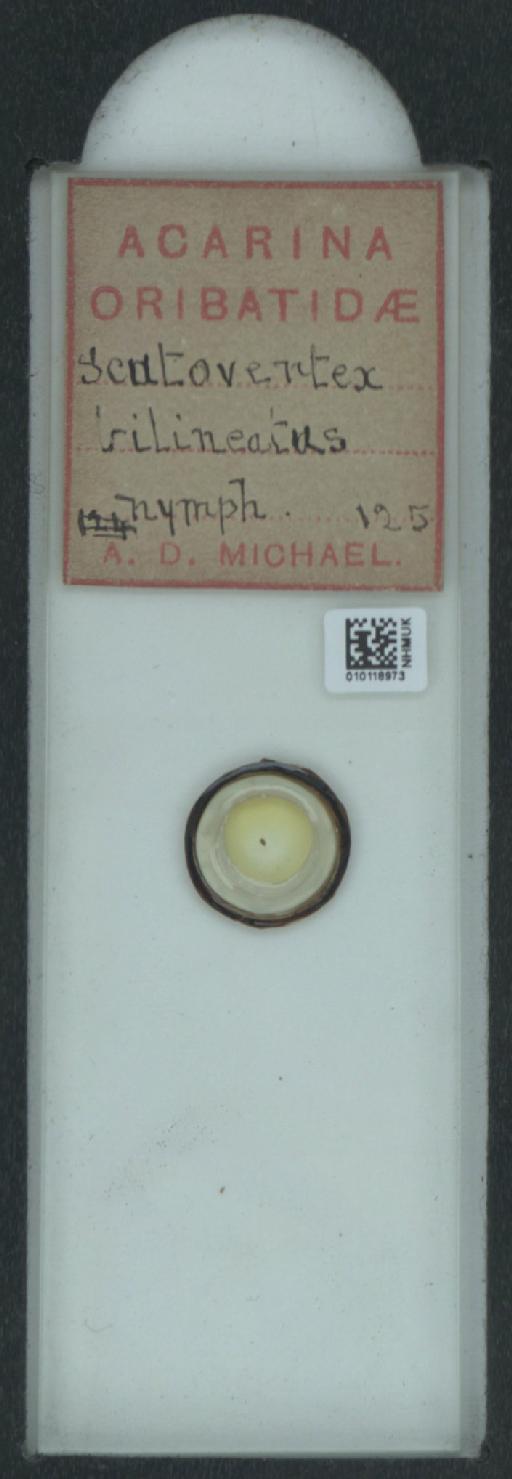 Scutovertex bilineatus (A.D. Michael, 1888) - 010118973_128155_548571