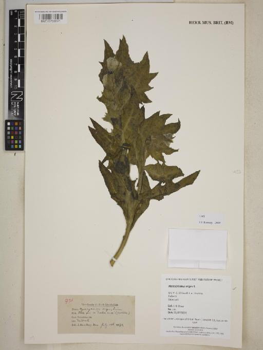 Hyoscyamus niger L. - BM013720313