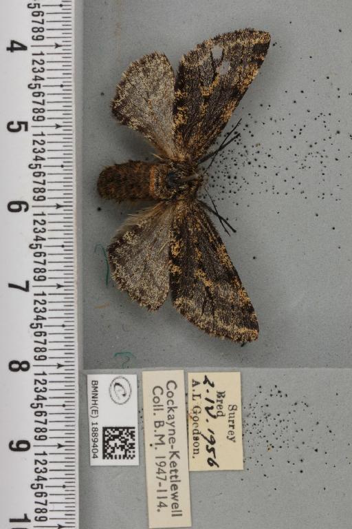 Lycia hirtaria ab. nigra Cockayne, 1948 - BMNHE_1889404_457527