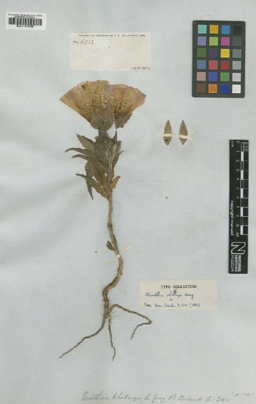 Clarkia amoena subsp. whitneyi (A.Gray) F.H.Lewis & M.R.Lewis - BM001024289