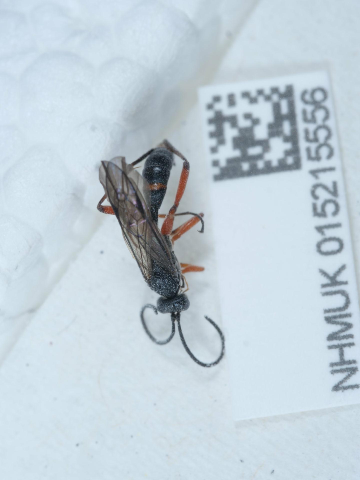 Apsilops cinctorius