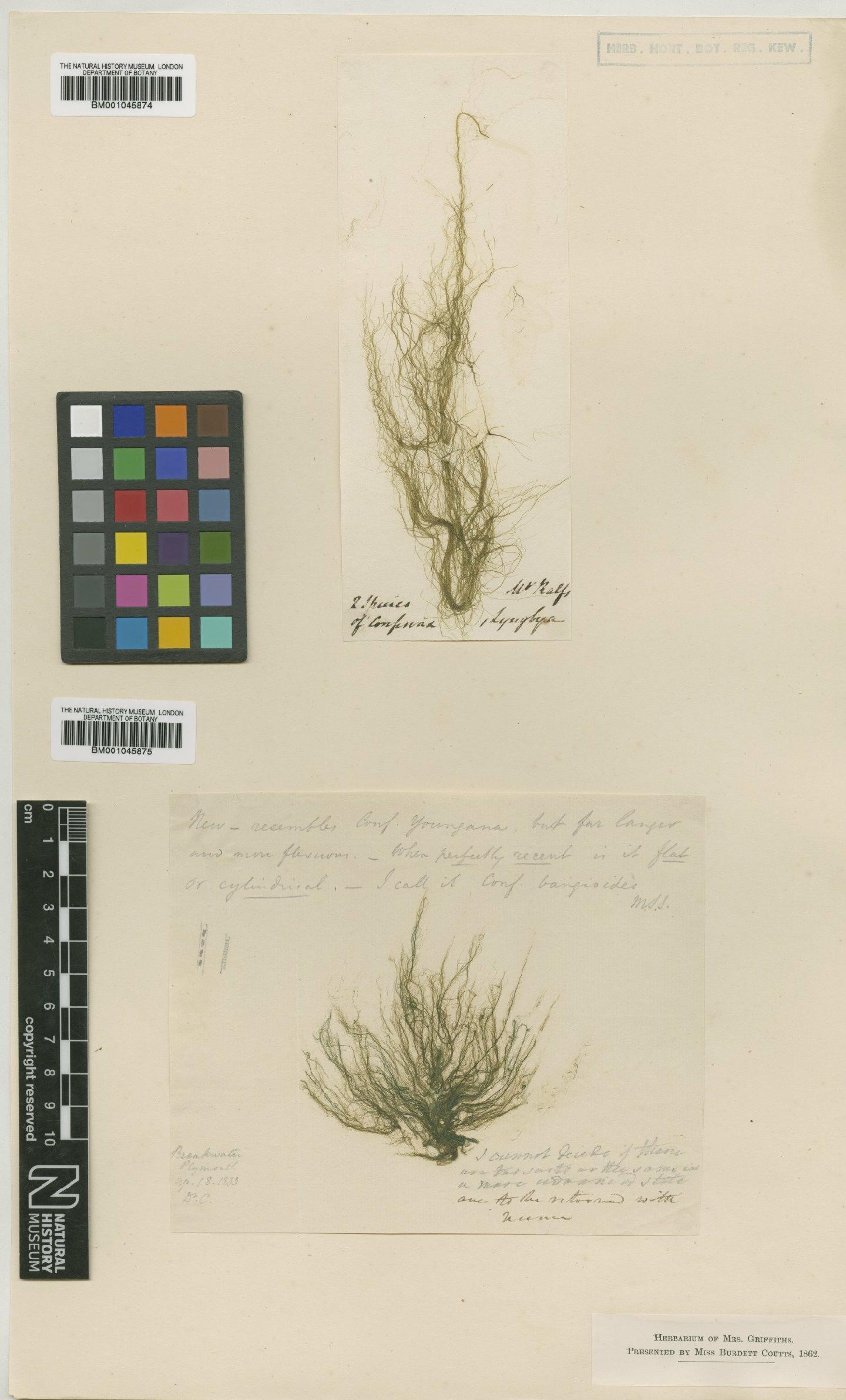 To NHMUK collection (Urospora bangioides (Harv.) Holmes & Batters; NHMUK:ecatalogue:1129969)