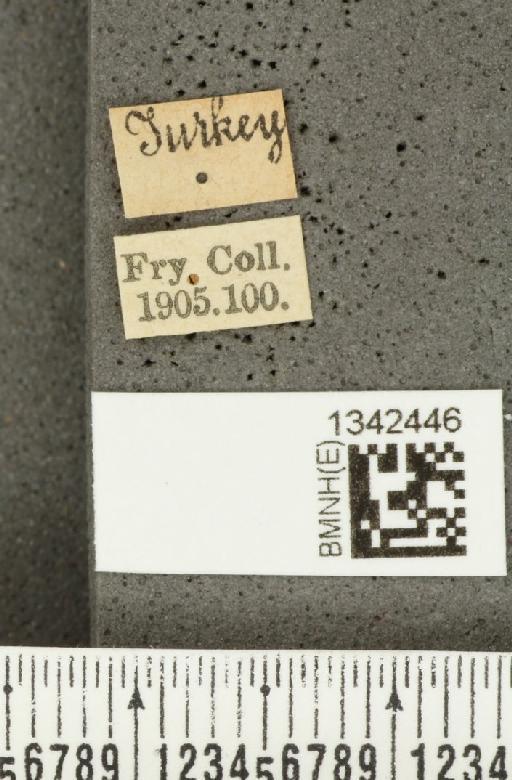 Crioceris (Crioceris) bicruciata (Sahlberg, C.R., 1823) - BMNHE_1342446_label_12121