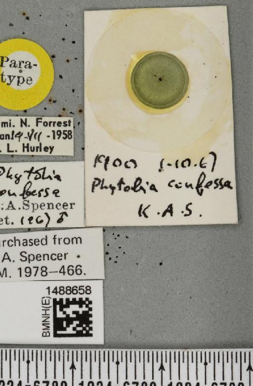 Phytobia confessa Spencer, 1969 - BMNHE_1488658_label_52505