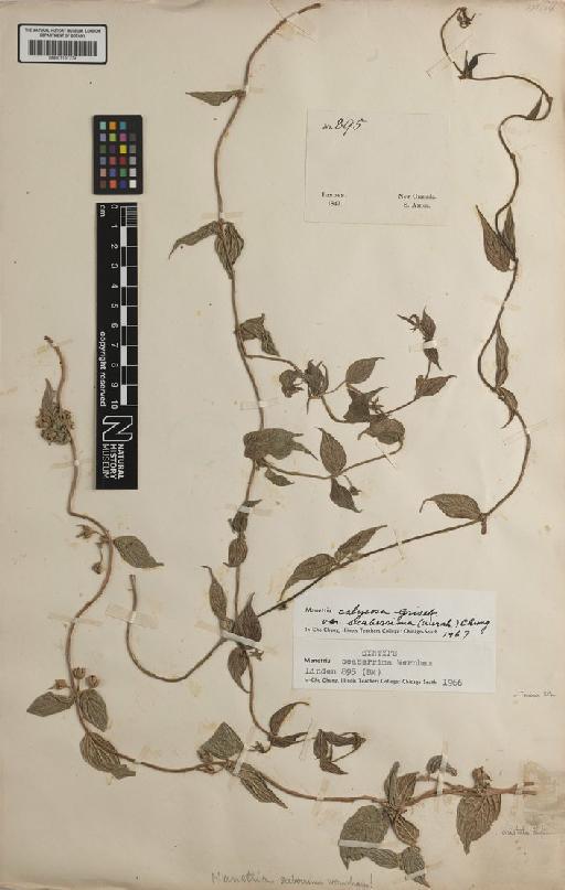 Manettia calycosa var. scaberrima (Wernham) I.C.Chung - BM001191274