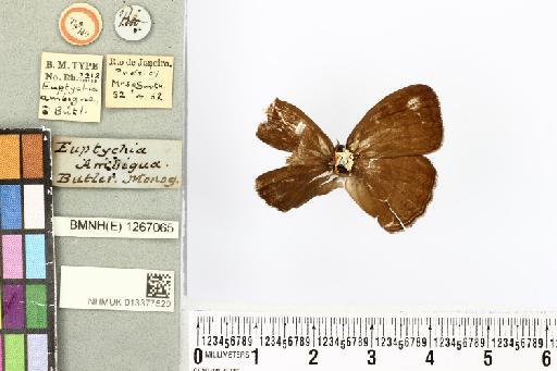 Euptychia ambigua Butler, 1867 - BMNH1267065_Euptychia_ambigua_Type (1)