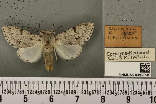 Acronicta leporina ab. grisea Cochrane, 1906 - NHMUK_010502749_560798