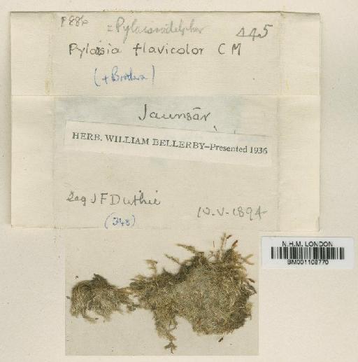 Pylaisiadelpha drepanioides Cardot & Dixon in Cardot - BM001108770