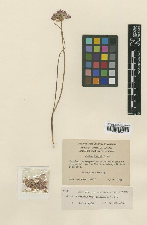 Allium fimbriatum S.Watson - BM001042004