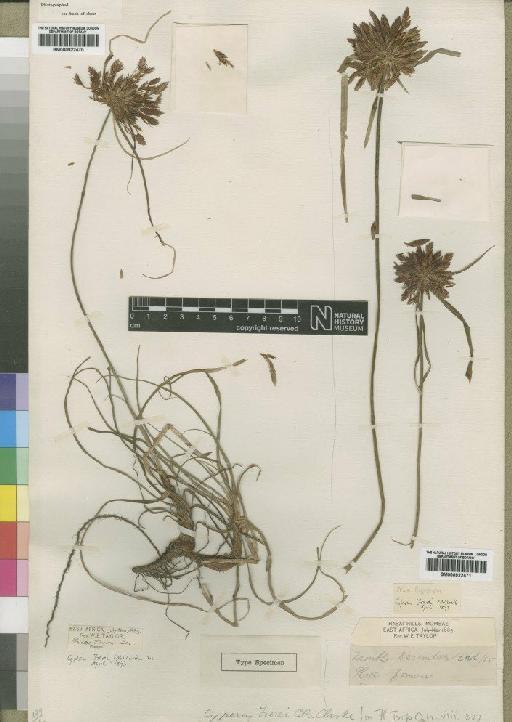 Cyperus frerei C.B.Clarke - BM000922471