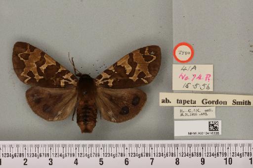 Arctia caja ab. tapeta Smith, 1957 - NHMUK_010416335_a_528729