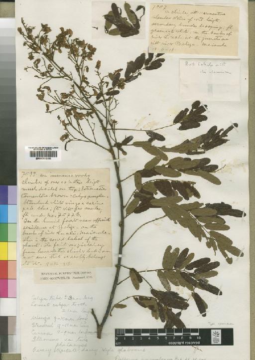 Dalbergia mayumbensis Baker f. - BM000842480