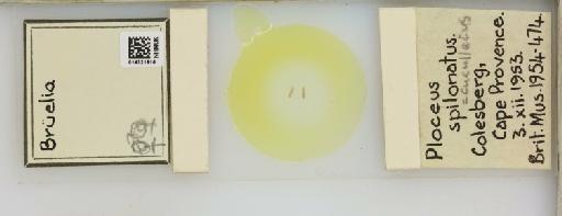 Brueelia Keler, 1936 - 014321816__