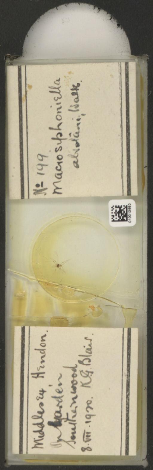 Macrosiphoniella abrotani Walker, 1852 - 010012660_112658_1094710