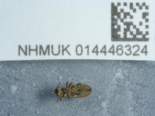 Sitona lineatus (Linnaeus, 1758) - 014446324_03