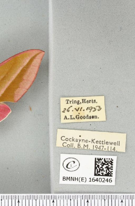 Deilephila elpenor (Linnaeus, 1758) - BMNHE_1640246_label_206369