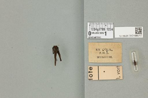 Bolivaritettix difficilis Gunther, 1939 - 012498517_reverse_1