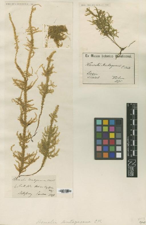 Homaliodendron montagneanum (Müll.Hal.) M.Fleisch. - BM001108150_a