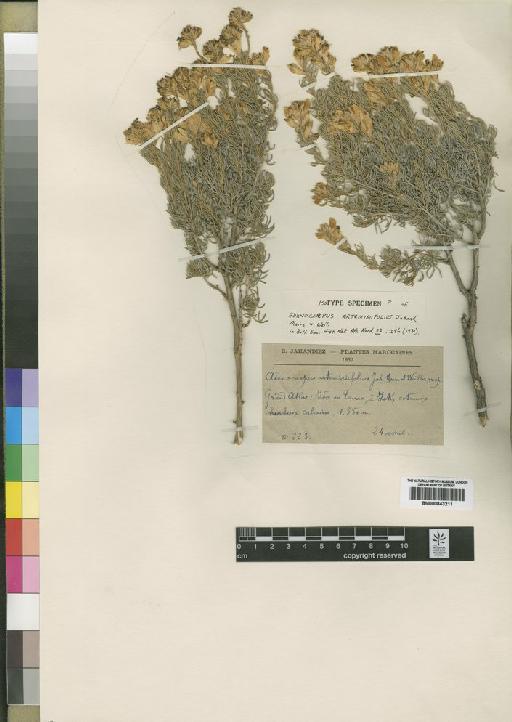 Adenocarpus artemisiifolius Jahand., Maire & Weiller - BM000843211