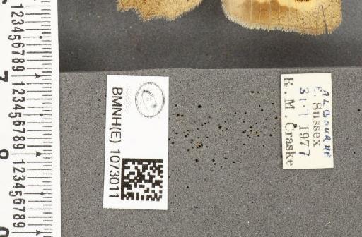 Maniola jurtina insularis ab. antiparvipuncta Leeds, 1950 - BMNHE_1073011_label_39758
