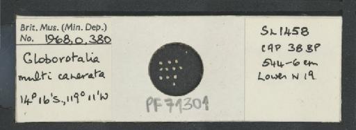 Globorotalia multicamerata - PF71301.jpg